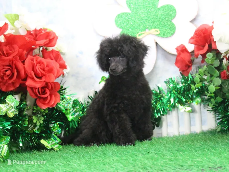 Roy, AKC Champion Sired