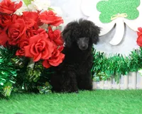 Roy, AKC Champion Sired, a male Poodle - Toy  for sale in Butler, MO – Photo 3 of 8