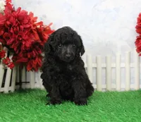 Roy, AKC Champion Sired, a male Poodle - Toy  for sale in Butler, MO – Photo 6 of 8