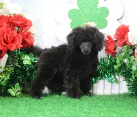 Roy, AKC Champion Sired, a male Poodle - Toy  for sale in Butler, MO – Photo 2 of 8