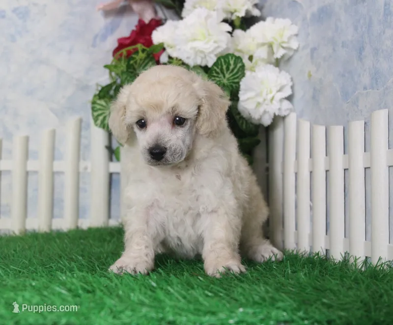 Leila, AKC Champion Sired – Poodle - Toy  puppy for sale in Butler, MO