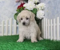 Leila, AKC Champion Sired, a female Poodle - Toy  for sale in Butler, MO – 1 of 4