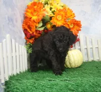 Chloe, a female Poodle - Toy  for sale in Butler, MO – 2 of 4