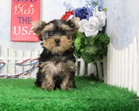 Lance,AKC, a male Yorkshire Terrier for sale in Butler, MO – 2 of 8