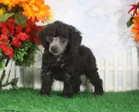 Barbie, AKC Champion Sired, a female Poodle - Toy  for sale in Butler, MO – 3 of 4