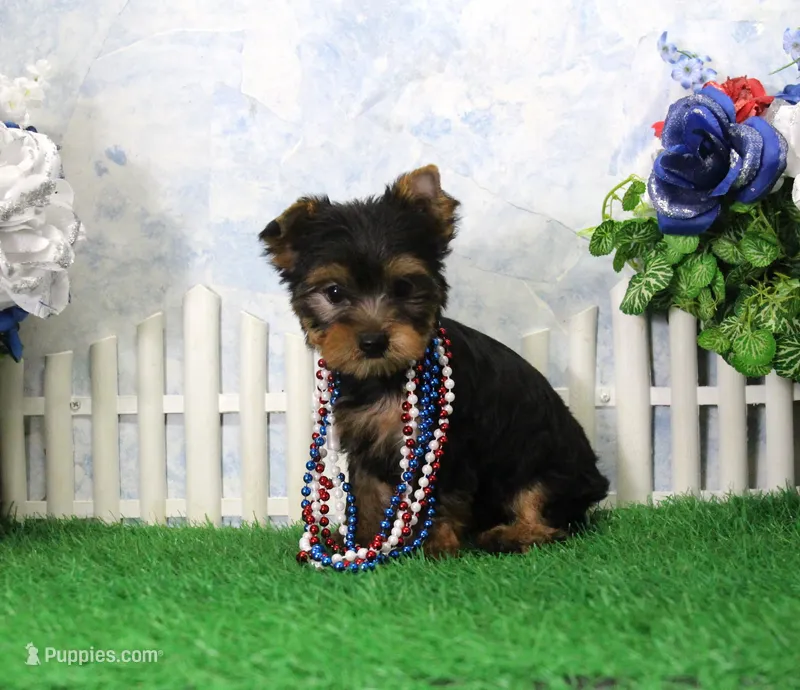 Yesterday, AKC – Yorkshire Terrier puppy for sale in Butler, MO