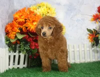 Falcon, AKC Champion Sired, a male Poodle - Toy  for sale in Butler, MO – 4 of 6