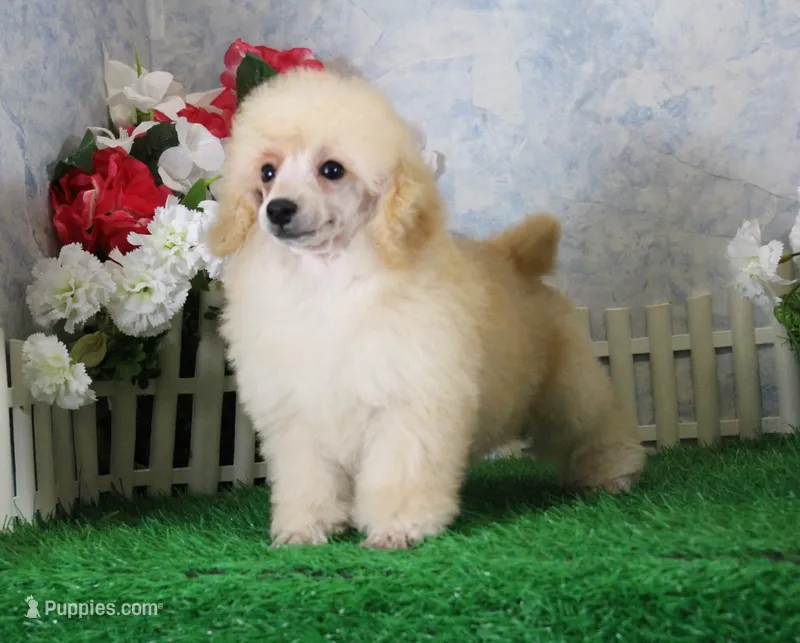 Jewel, AKC Champion Sired – Poodle - Toy  puppy for sale in Butler, MO