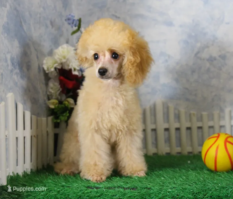 Snoozy, AKC Champion Sired – Poodle - Toy  puppy for sale in Butler, MO