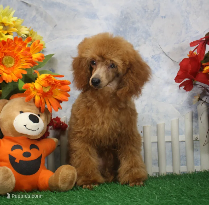 Tyler, AKC Champion Sired – Poodle - Toy  puppy for sale in Butler, MO
