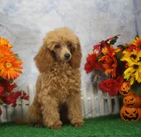Adam, AKC Champion Sired, a male Poodle - Toy  for sale in Butler, MO – 3 of 4