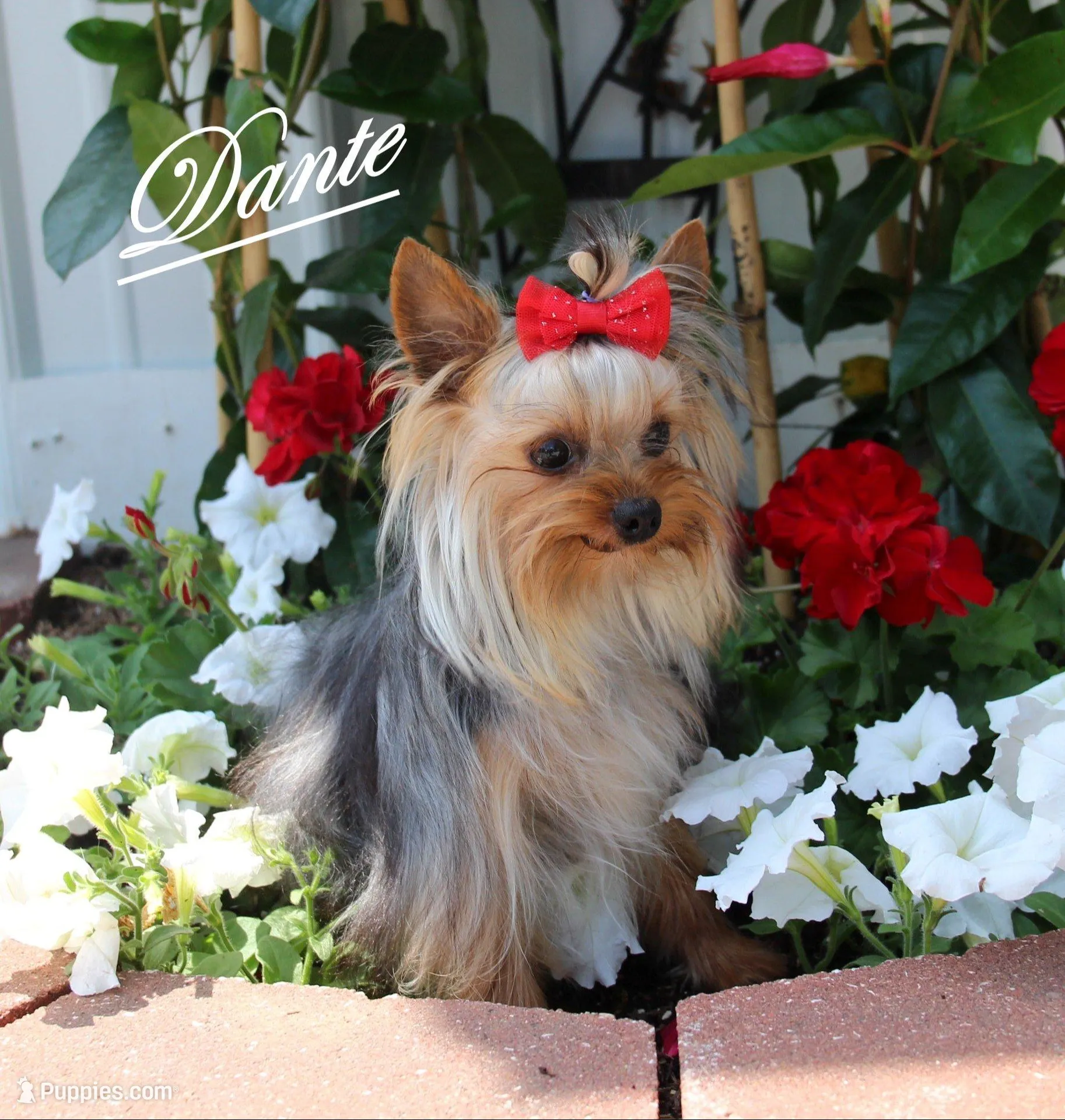 AKC Dante, a male Yorkshire Terrier for sale in Butler, MO – Photo 5 of 6