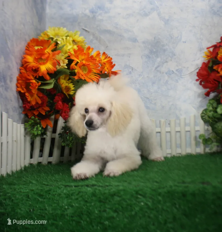 Leila, AKC Champion Sired – Poodle - Toy  puppy for sale in Butler, MO