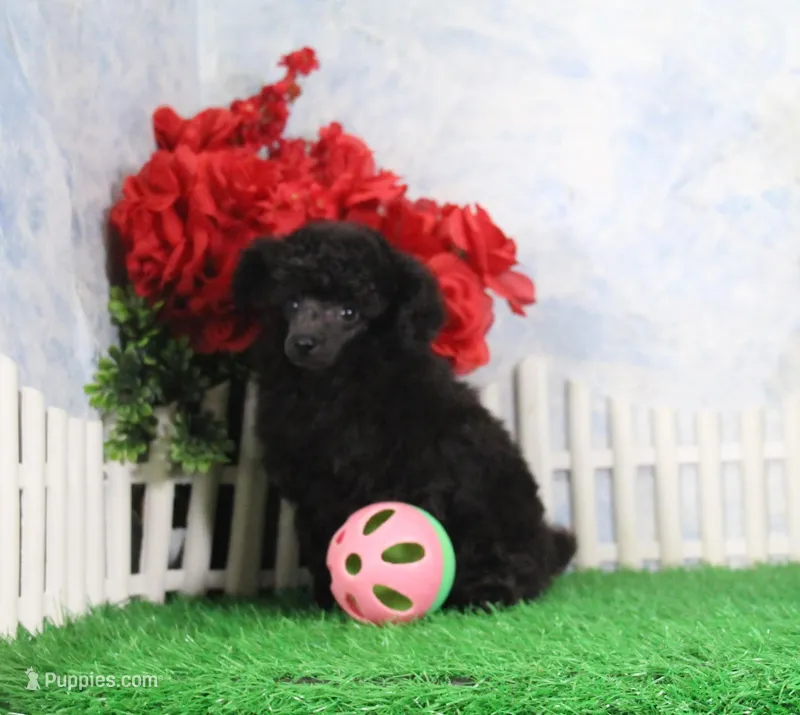 Shazam, AKC Champion Sired – Poodle - Toy  puppy for sale in Butler, MO