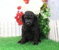 Shazam, AKC Champion Sired, a male Poodle - Toy  for sale in Butler, MO – Photo 3 of 6