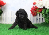 Shazam, AKC Champion Sired, a male Poodle - Toy  for sale in Butler, MO – Photo 4 of 6