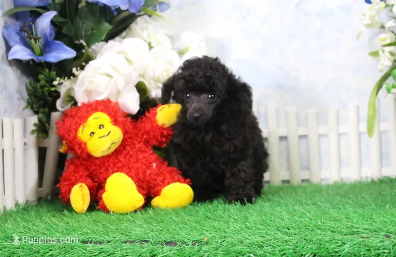 Shazam, AKC Champion Sired – Poodle - Toy  puppy for sale in Butler, MO