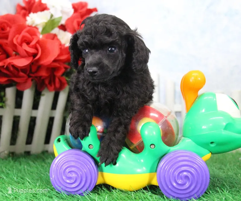 Shazam, AKC Champion Sired – Poodle - Toy  puppy for sale in Butler, MO