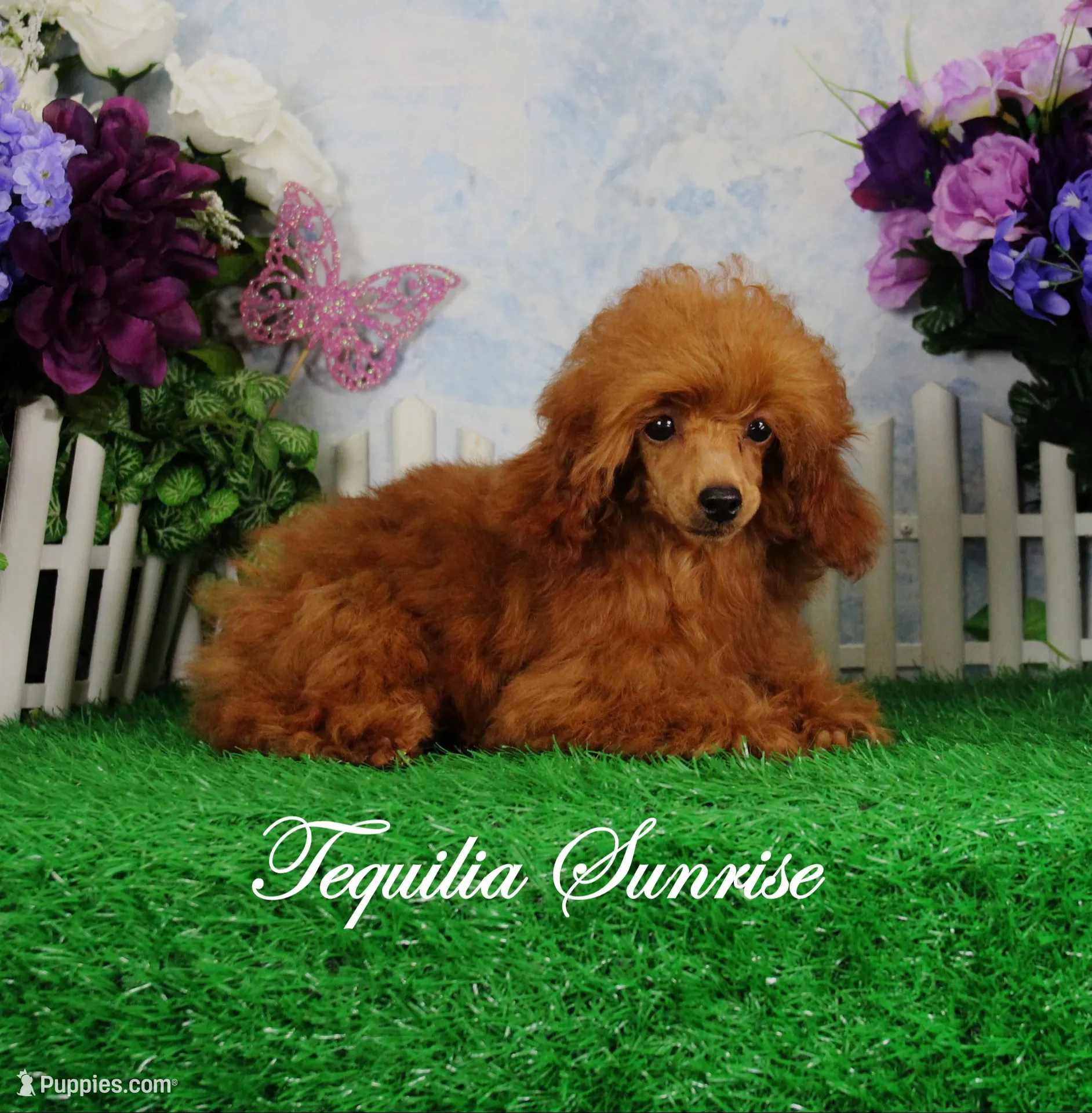 Tequilla, AKC Champion Sired, a female Poodle - Toy  for sale in Butler, MO – 6 of 6