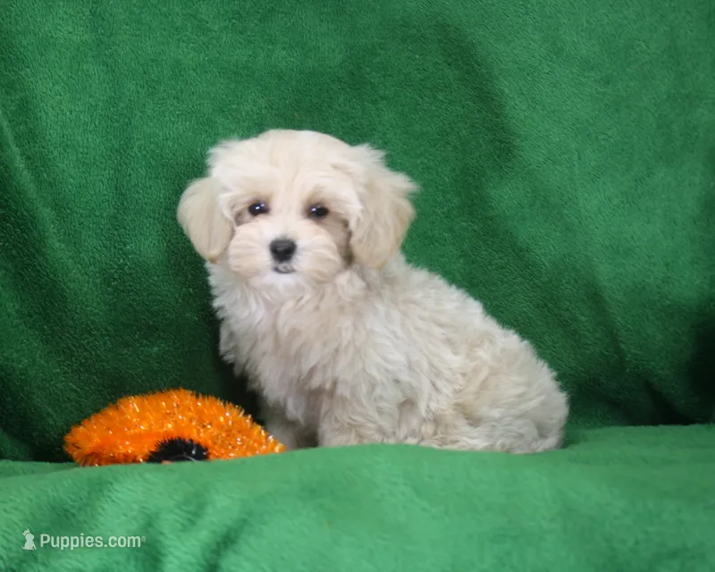 Josh, ICA – Maltipoo puppy on hold in Butler, MO