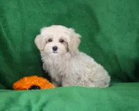 Josh, ICA, a male Maltipoo for sale in Butler, MO – 1 of 8