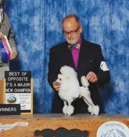 Rose, AKC Champion Sired, a female Poodle - Toy  for sale in Butler, MO – Photo 7 of 8