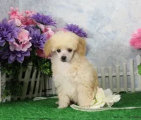 Rose, AKC Champion Sired, a female Poodle - Toy  for sale in Butler, MO – Photo 2 of 8