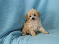 Rose, AKC Champion Sired, a female Poodle - Toy  for sale in Butler, MO – Photo 5 of 8