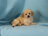 Rose, AKC Champion Sired, a female Poodle - Toy  for sale in Butler, MO – Photo 6 of 8