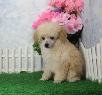 Rose, AKC Champion Sired, a female Poodle - Toy  for sale in Butler, MO – Photo 4 of 8