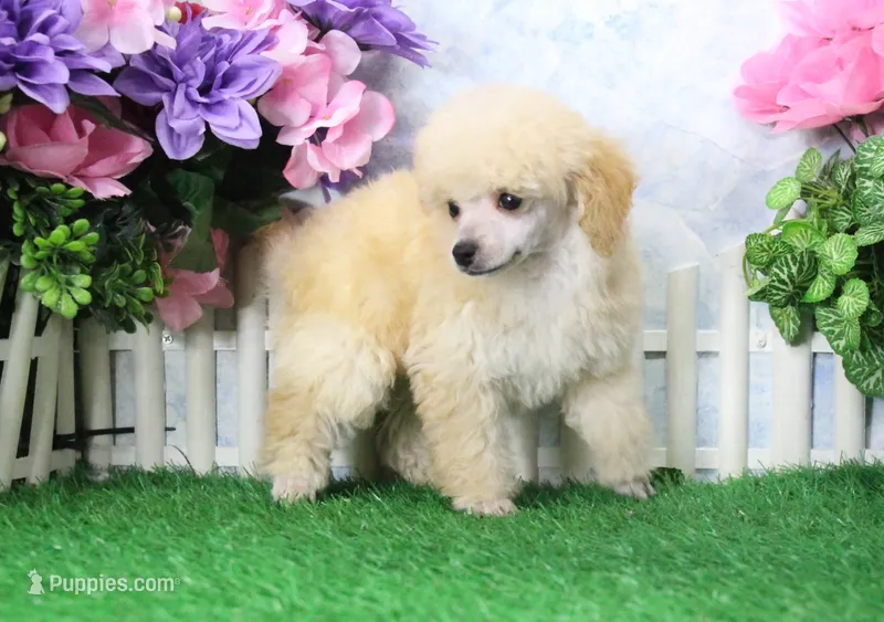 Rose, AKC Champion Sired