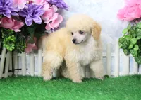 Rose, AKC Champion Sired, a female Poodle - Toy  for sale in Butler, MO – Photo 1 of 8