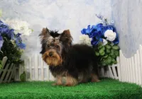Hobo, AKC, a male Yorkshire Terrier for sale in Butler, MO – 4 of 9