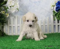 Ranger, AKC Champion Sired, a male Poodle - Toy  for sale in Butler, MO – 4 of 5