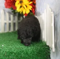 Chewy, AKC Champion Sired, a male Poodle - Toy  for sale in Butler, MO – 3 of 4