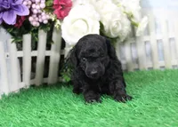 Prixie, AKC Champion Sired, a female Poodle - Toy  for sale in Butler, MO – Photo 1 of 6