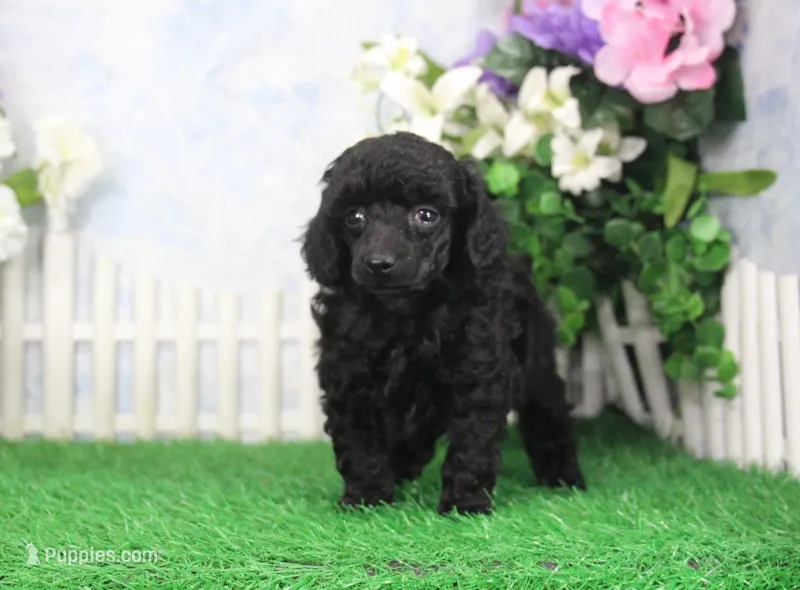 Prixie, AKC Champion Sired – Poodle - Toy  puppy for sale in Butler, MO
