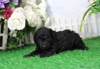 Prixie, AKC Champion Sired, a female Poodle - Toy  for sale in Butler, MO – Photo 3 of 6