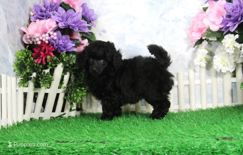 Prixie, AKC Champion Sired – Poodle - Toy  puppy for sale in Butler, MO