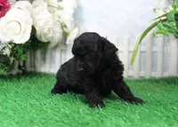 Prixie, AKC Champion Sired, a female Poodle - Toy  for sale in Butler, MO – Photo 2 of 6