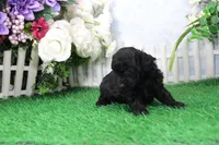 Prixie, AKC Champion Sired, a female Poodle - Toy  for sale in Butler, MO – Photo 4 of 6