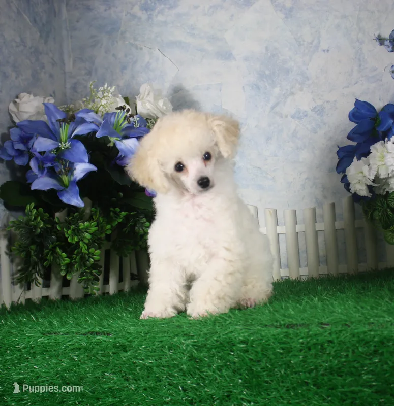 Polo, AKC Champion Sired – Poodle - Toy  puppy for sale in Butler, MO