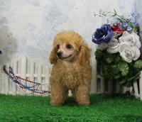 Snoozy, AKC Champion Sired, a male Poodle - Toy  for sale in Butler, MO – 5 of 9