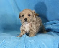 Joey, ICA, a male Maltipoo for sale in Butler, MO – 3 of 4
