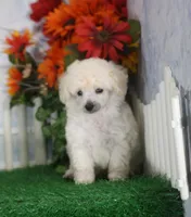 Dewey, AKC Champion Sired, a male Poodle - Toy  for sale in Butler, MO – 3 of 4