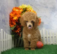 Fenton, AKC Champion Sired, a male Poodle - Toy  for sale in Butler, MO – 2 of 8