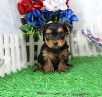 Yukon, AKC, a male Yorkshire Terrier for sale in Butler, MO – 4 of 7