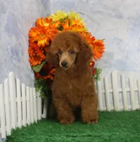 Foster, AKC Champion Sired, a male Poodle - Toy  for sale in Butler, MO – 4 of 7