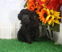 Berry, AKC Champion Sired, a male Poodle - Toy  for sale in Butler, MO – 3 of 4