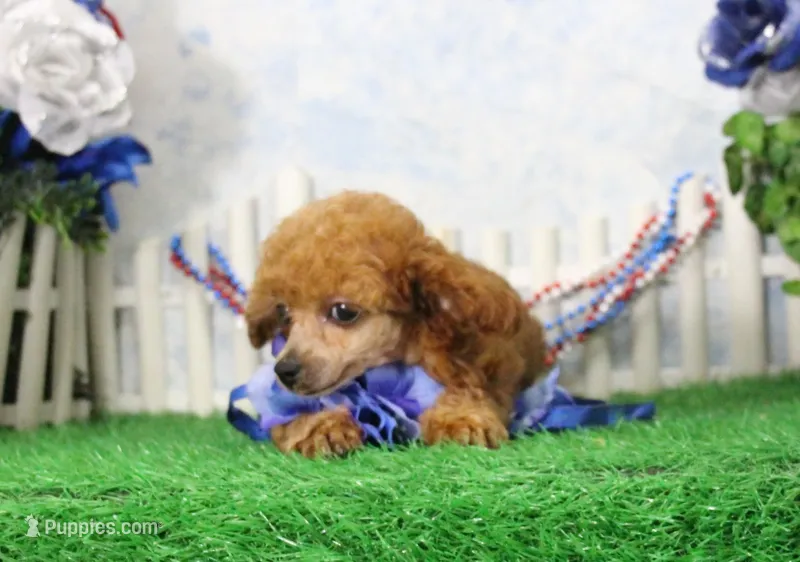 Bubbles, AKC Champion Sired – Poodle - Toy  puppy for sale in Butler, MO